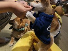 -逗柴咖啡屋·狗咖猫咖宠物桌游