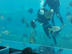 -瑞德姆美人鱼海底演艺主题餐厅(亚龙湾店)