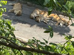 -大连森林动物园