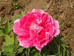 -合肥三国新城遗址公园