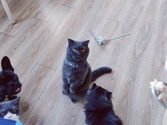 -猫的茶·猫咖