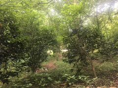 -普陀山风景区-佛顶山