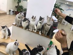 -李小姐の猫咖啡馆(五角场店)