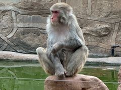 -石家庄市动物园