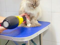 -袖虎宠物(锦绣生态园店)