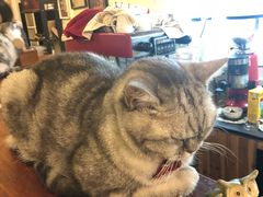 -猫色咖啡·猫咖