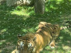 -北京野生动物园