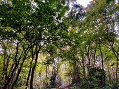 -紫金山山顶公园