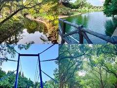 -上海共青森林公园