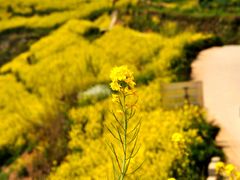 -石潭村