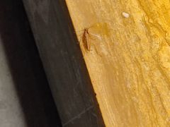 -星伦多自助料理(江阴万达店)