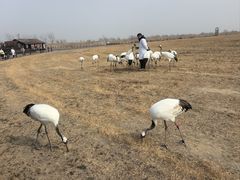 -盐城丹顶鹤湿地生态旅游区