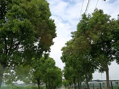 -南汇老顾农家乐采摘大团水蜜桃采摘店