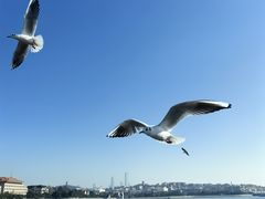 -禾斗海鲜自助(市南银座店)
