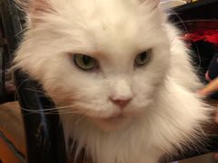 -猫小院猫主题咖啡厅(北锣店)