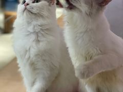 -more than meow吴止猫主题餐厅(承德 中船汇店)