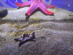 -欢乐海岸海洋奇梦馆