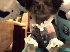 -帕帕拉兹宠物(亚洲旗舰店)