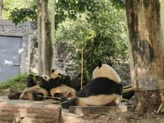 -都江堰中华大熊猫苑