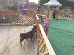 -萌宠亲子动物乐园(槐房万达店)