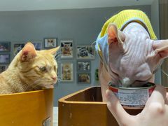 -藏猫猫咖啡主题馆(中央大道店)