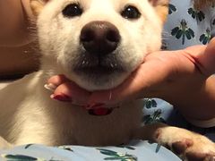 -柴务处·柴犬主题狗咖