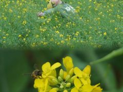 -光明小镇欢乐田园