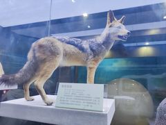 -国家自然博物馆