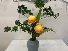 -杭州植物园