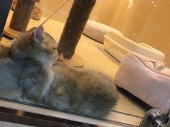 -momokira米努特·德文卷毛猫·棉花面纱犬