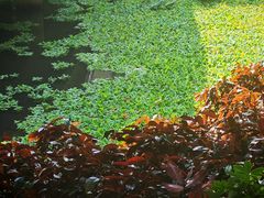 -荔湾湖公园