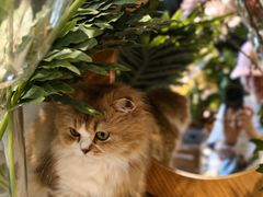 -自由生长植物工作室(深港花卉中心店)
