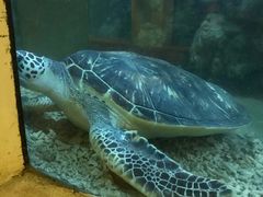 -东方巨龟苑景区