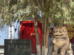 -张掖大佛寺景区