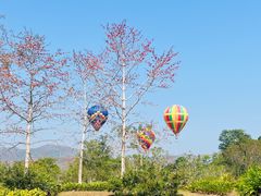 -中国科学院西双版纳热带植物园