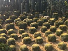-胡里山炮台