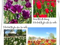 -北京国际鲜花港