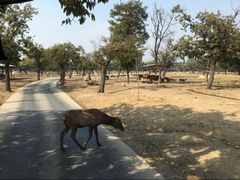 -西安秦岭野生动物园