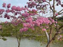 -深圳人才公园