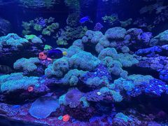 -暹罗海洋世界