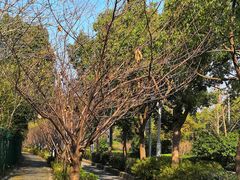 -新江湾城公园