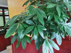 -OLD TREE老树咖啡·西餐厅(台山人工湖店)