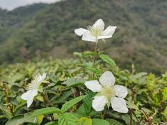 -十里琅珰