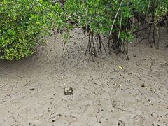 -东寨港红树林旅游区