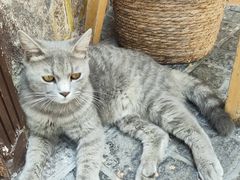 -猫岛主趣味餐厅(鼓浪屿店)