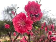 -南国桃园旅游度假区