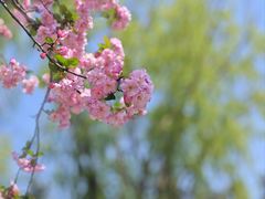 -洛阳市隋唐城遗址植物园