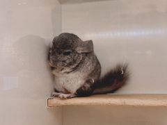 -龙猫仔乐园(惠福东路店)