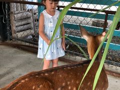 -鹿境梅花鹿生态园区