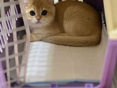 -小猫来了·猫舍(红山六九七九店)